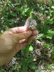 Orchis simia