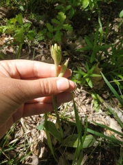 Himantoglossum comperianum