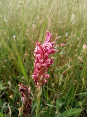 Anacamptis coriophora carpetana