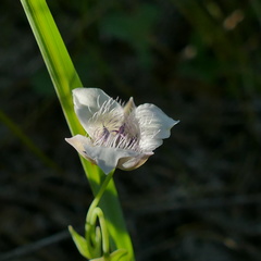 Calochortus elegans selwayensis