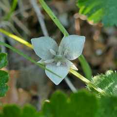 Calochortus elegans selwayensis
