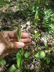 Himantoglossum comperianum