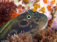 Ophioblennius atlanticus