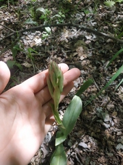 Himantoglossum comperianum