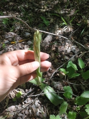 Himantoglossum comperianum