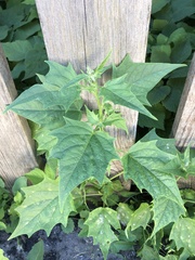 Chenopodiastrum hybridum