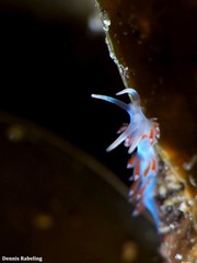 Flabellina dushia