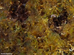 Ulva rigida