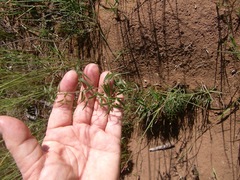 Asparagus volubilis