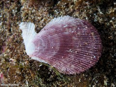 Talochlamys
