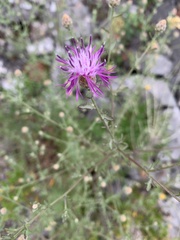 Centaurea aplolepa