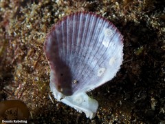 Talochlamys