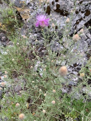 Centaurea aplolepa