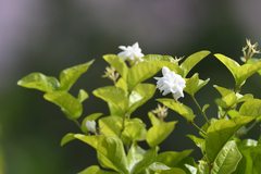 Jasminum sambac