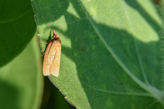 Sparganothis distincta