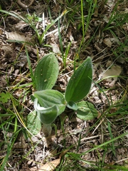 Plantago urvillei