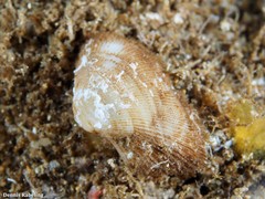Striarca lactea