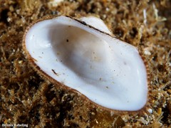Striarca lactea