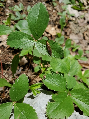Nephrotoma punctum