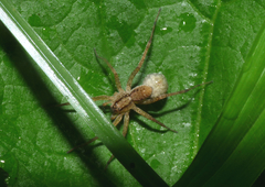 Pardosa laura