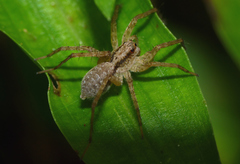 Pardosa laura
