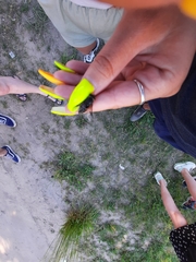 Hybomitra bimaculata