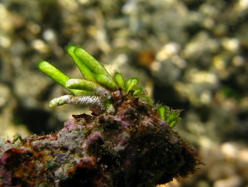 Neomeris annulata