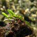 蠕藻屬 - Photo (c) 2010 Moorea Biocode，保留部份權利CC BY-NC-SA