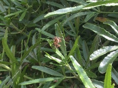 Araneus diadematus