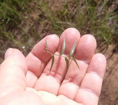 Asparagus volubilis