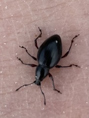 Otiorhynchus atroapterus