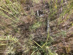 Asparagus volubilis
