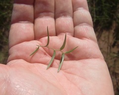 Asparagus volubilis
