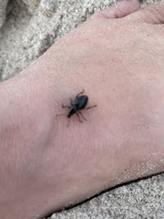 Otiorhynchus atroapterus