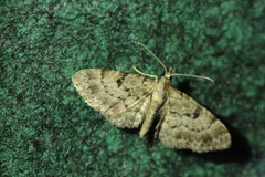 Eupithecia abietaria