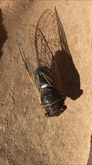 Diceroprocta cinctifera