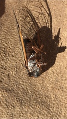 Diceroprocta cinctifera