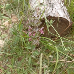 Stachys sylvatica