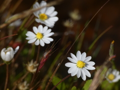 Bellis annua