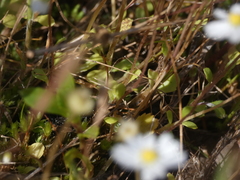 Bellis annua