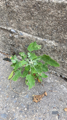 Chenopodium album