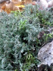 Cladonia turgida