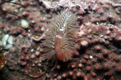 Aeolidia