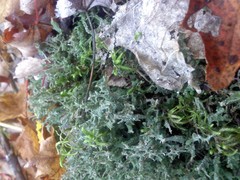 Cladonia turgida
