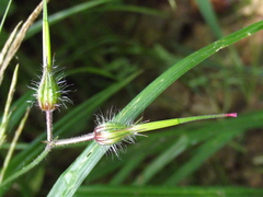 Geranium robertianum