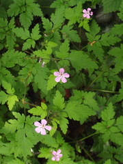 Geranium robertianum