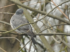 Columba palumbus