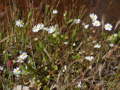 Bellis annua