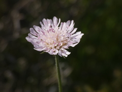 Knautia integrifolia