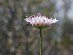 Knautia integrifolia